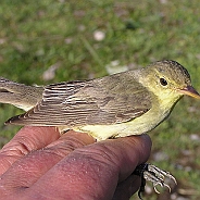 Icterine Warbler